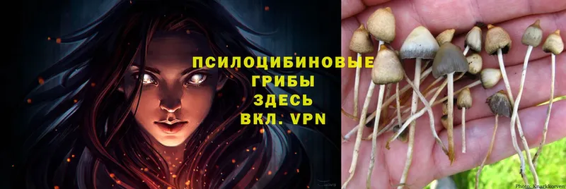 Псилоцибиновые грибы Magic Shrooms  darknet официальный сайт  Крымск  наркотики 